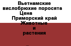 Вьетнамские вислобрюхие поросята. › Цена ­ 2 500 - Приморский край Животные и растения » Другие животные   